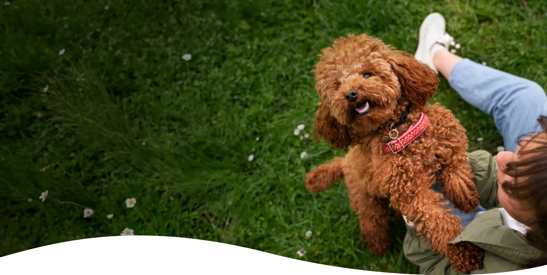 Dog playing on a grassy field during a training session